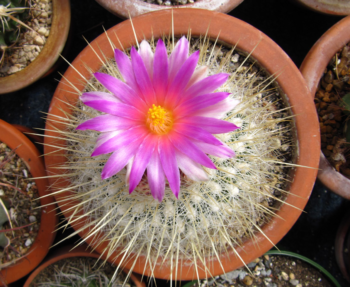 Thelocactus macdowellii flower